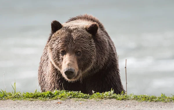 Wilder Grizzlybär Tier Natur Fauna — Stockfoto