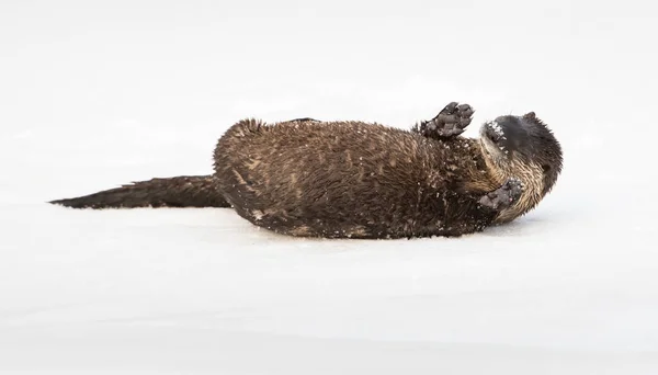 Wild River Otter Dier Natuur Fauna — Stockfoto