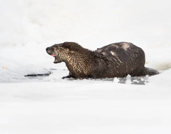 Wild River Vydra Zvíře Příroda Fauna — Stock fotografie