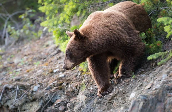 Urso Estado Selvagem Animal Natureza Fauna — Fotografia de Stock