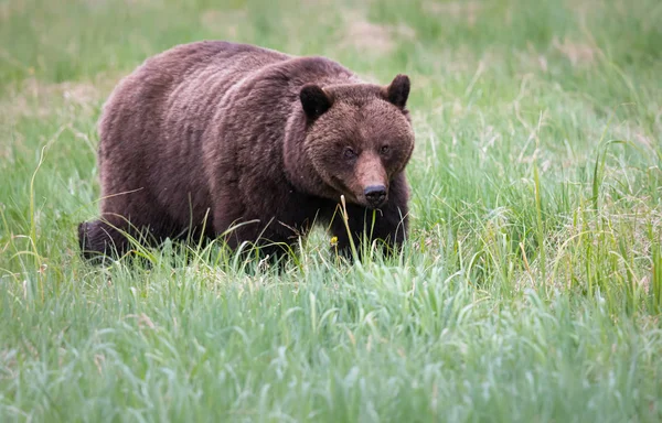 Orso Grizzly Natura Animale Natura Fauna — Foto Stock