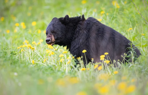 Black Bear Wild Animal Nature Fauna — Stock Photo, Image