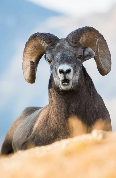 Wild Bighorn Sheep Nature Fauna — 스톡 사진