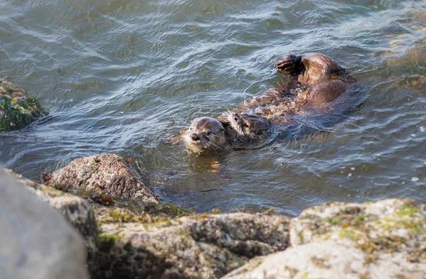 Las Nutrias Del Río Estado Salvaje Animales Naturaleza Fauna —  Fotos de Stock