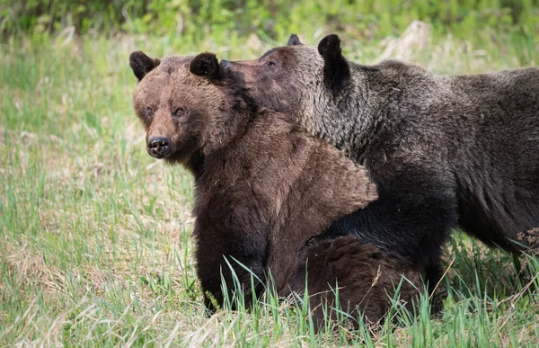 Grizzly Beren Het Wild Dieren Natuur Fauna — Stockfoto