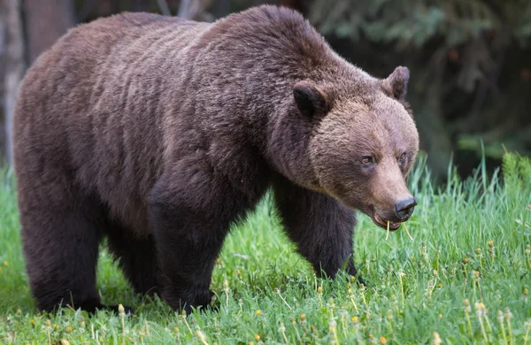 Oso Pardo Salvaje Animal Naturaleza Fauna —  Fotos de Stock