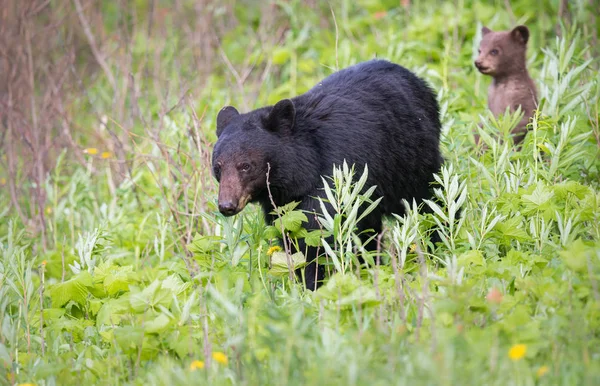 Ursos Negros Estado Selvagem Animais Natureza Fauna — Fotografia de Stock