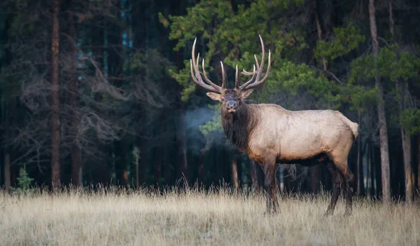 Elk — Stok fotoğraf