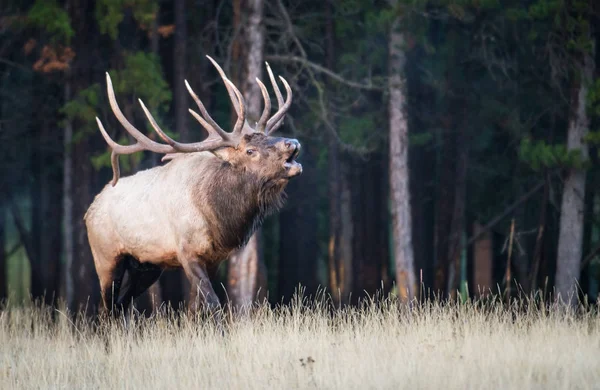 Alce Selvagem Animal Natureza Fauna — Fotografia de Stock