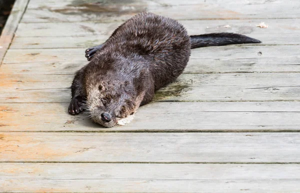 Rivier Otter Het Wild Dier Natuur Fauna — Stockfoto
