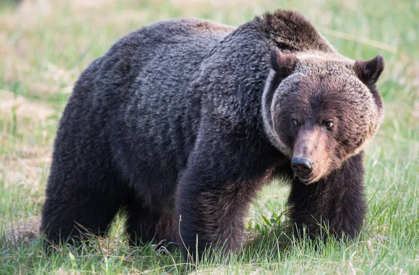 Urso Pardo Selvagem Animal Natureza Fauna — Fotografia de Stock