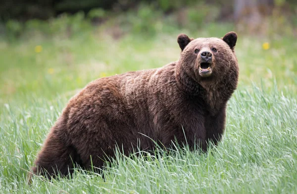 Divoký Medvěd Grizzly Zvíře Příroda Fauna — Stock fotografie