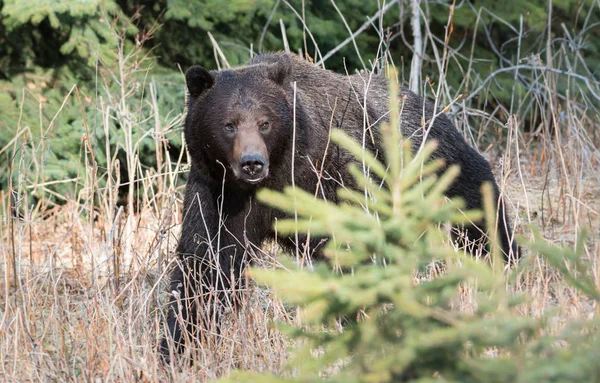 Vild Grizzlybjörn Djur Natur Fauna — Stockfoto