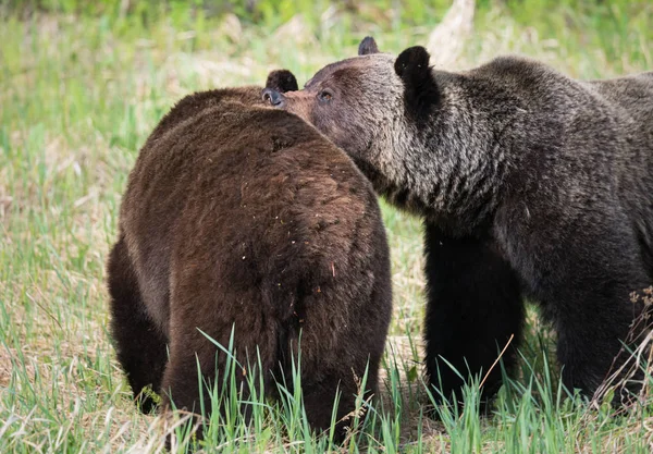 Grizzly Medvék Vadonban Állatok Természet Állatvilág — Stock Fotó