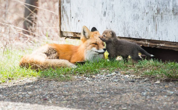 Vörös Rókák Állatok Természet Állatvilág Anya Egy Készlet — Stock Fotó
