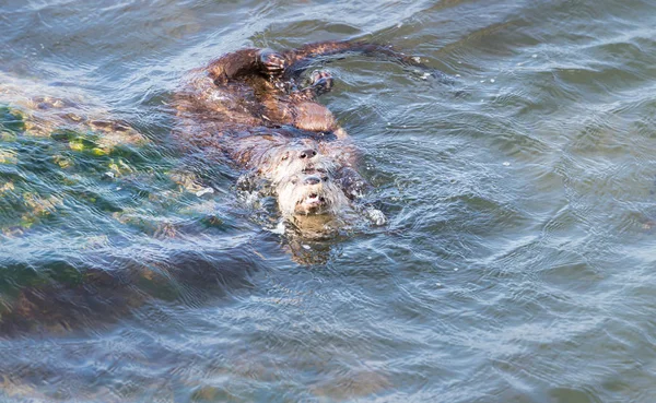 River Otters Estado Selvagem Animais Natureza Fauna — Fotografia de Stock