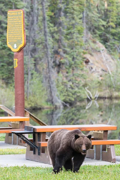 wild grizzly bear, animal. Nature, fauna