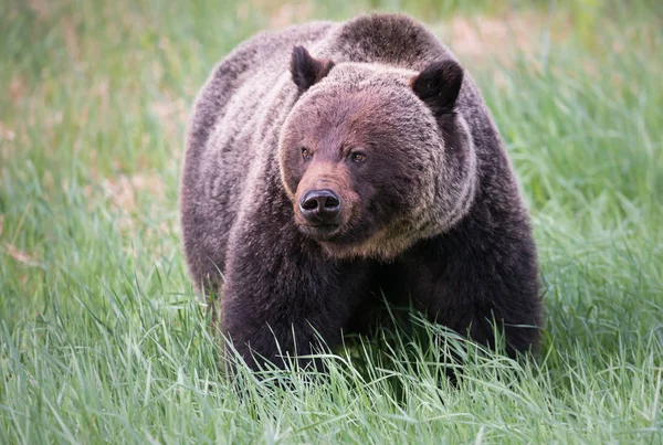 Urso Pardo Selvagem Animal Natureza Fauna — Fotografia de Stock