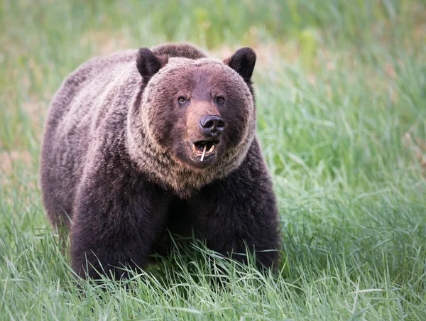 Wild Grizzly Bear Animal Nature Fauna — Stock Photo, Image