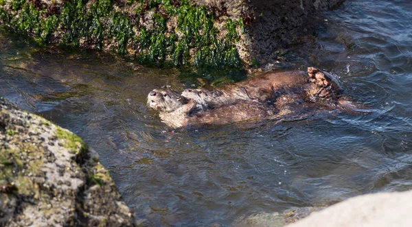 Las Nutrias Del Río Estado Salvaje Animales Naturaleza Fauna —  Fotos de Stock