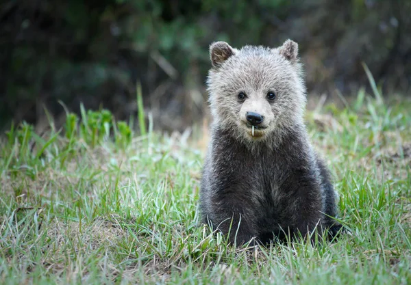 Urso Pardo Filhote Selvagem Animal Natureza Fauna — Fotografia de Stock