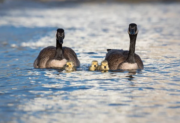 Canada Geese Wild Birds Nature Fauna — Stock Photo, Image