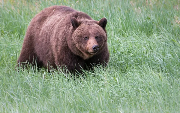 Orso Grizzly Selvatico Animale Natura Fauna — Foto Stock