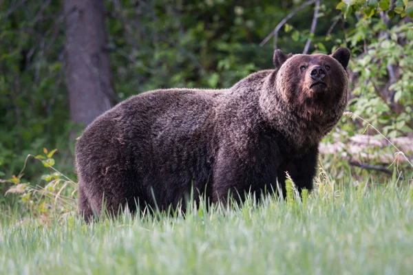 Wild Grizzly Bear Animal Nature Fauna — Stock Photo, Image