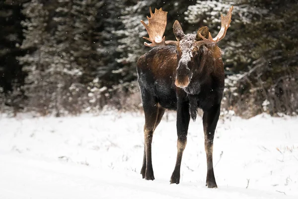 Moose Divočině Zvíře Příroda Fauna — Stock fotografie