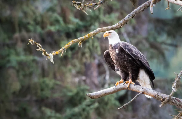 Aquila Selvatica Uccello Natura Fauna — Foto Stock