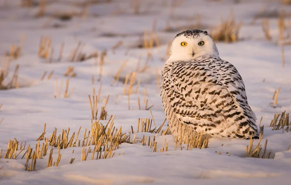 Eule Wild Tierisch Natur Fauna — Stockfoto