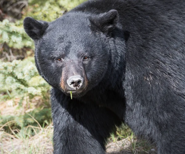 Oso Negro Salvaje Naturaleza Fauna — Foto de Stock