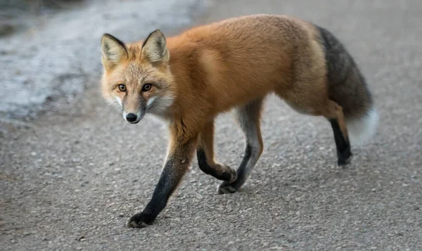Divoká Liška Zvíře Příroda Fauna — Stock fotografie