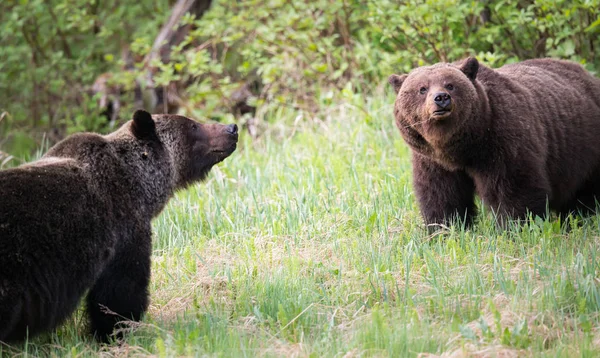 Osos Pardos Salvajes Animales Naturaleza Fauna — Foto de Stock