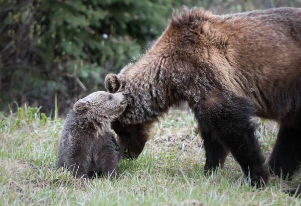 Grizzly Beren Het Wild Dieren Natuur Fauna — Stockfoto