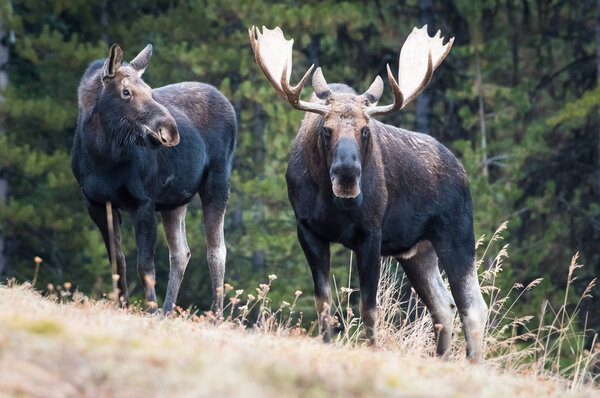 moose in wild, animals. Nature, fauna 