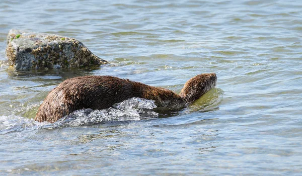 River Otters Estado Selvagem Animais Natureza Fauna — Fotografia de Stock