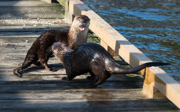 River Otters Wild Animals Nature Faune — Photo