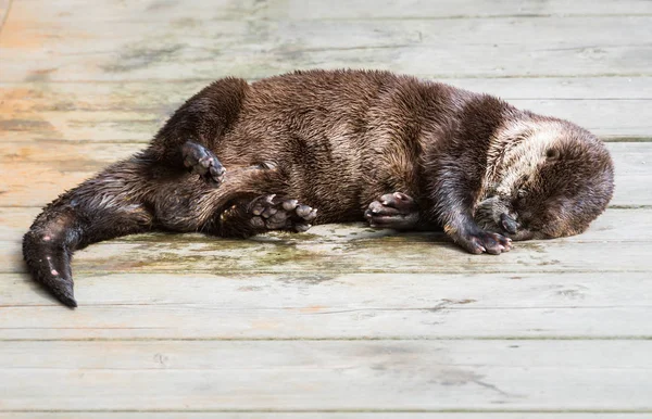 Rivier Otter Het Wild Dier Natuur Fauna — Stockfoto