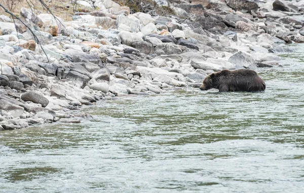 Divoký Medvěd Grizzly Zvíře Příroda Fauna — Stock fotografie