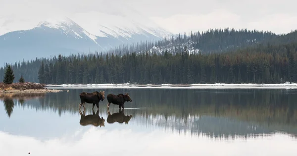 Alci Natura Animali Natura Fauna — Foto Stock