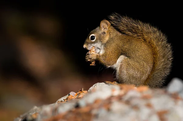 Red Squirrel Winter — Stock Photo, Image