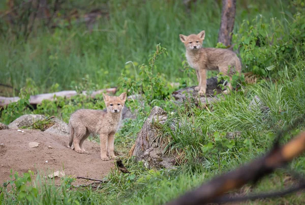 Coyote Pups Wild Animal Nature Fauna Stock Picture