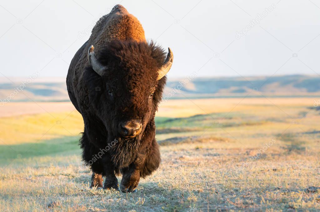 bison  in wild, animal. Nature, fauna