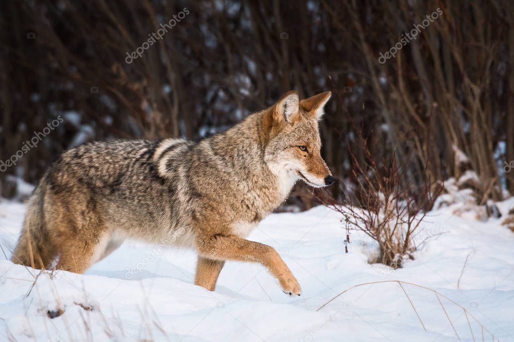 Coyote in wild, animal. Nature, fauna