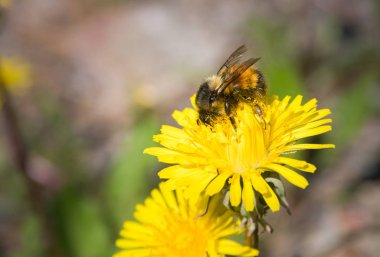 Karahindiba üzerinde arı