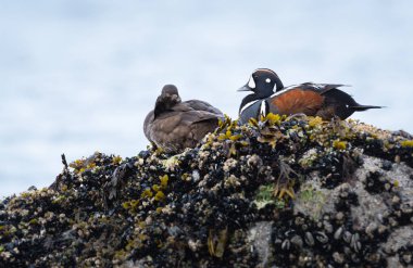 Palyaço ördekleri vahşi doğada, kuşlar. Doğa, fauna