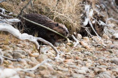 Wild beaver, animal. Nature, fauna