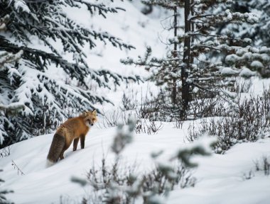 Kızıl tilki, hayvan. Doğa, fauna