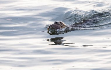  Vahşi nehir samuru, hayvan. Doğa, fauna